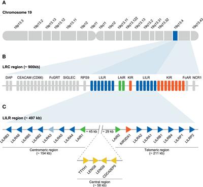 Frontiers The Genomic Organization of the LILR Region Remained